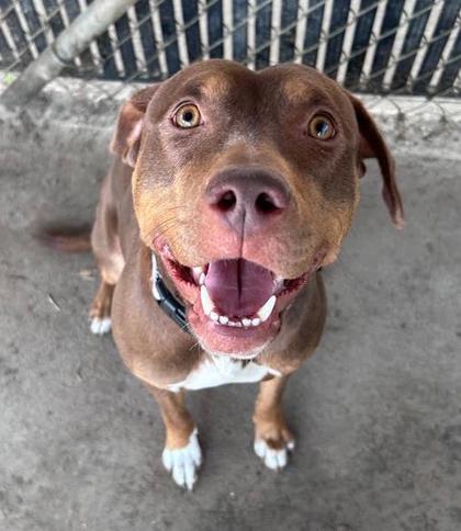 Enlarge Ivy, a Adoptable mixed breed in Savannah, GA image 1/3