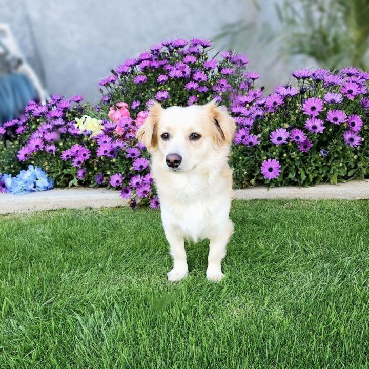 Enlarge Pica, a Adopted mixed breed in Bakersfield, CA image 1/6