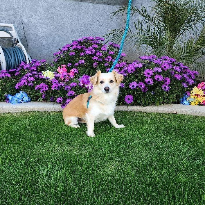 Enlarge Pica, a Adopted mixed breed in Bakersfield, CA image 2/6