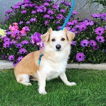 Enlarge Pica, a Adopted mixed breed in Bakersfield, CA image 3/6