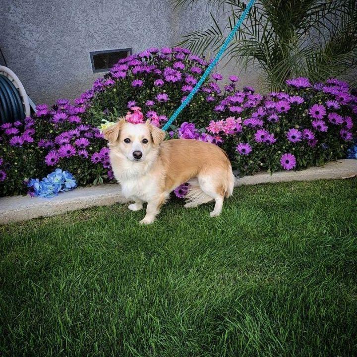 Enlarge Pica, a Adopted mixed breed in Bakersfield, CA image 4/6