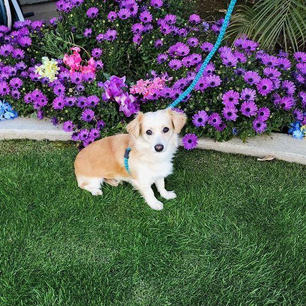 Enlarge Pica, a Adopted mixed breed in Bakersfield, CA image 5/6