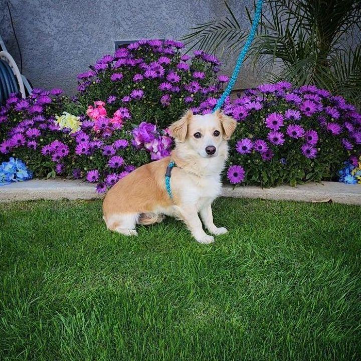 Enlarge Pica, a Adopted mixed breed in Bakersfield, CA image 6/6