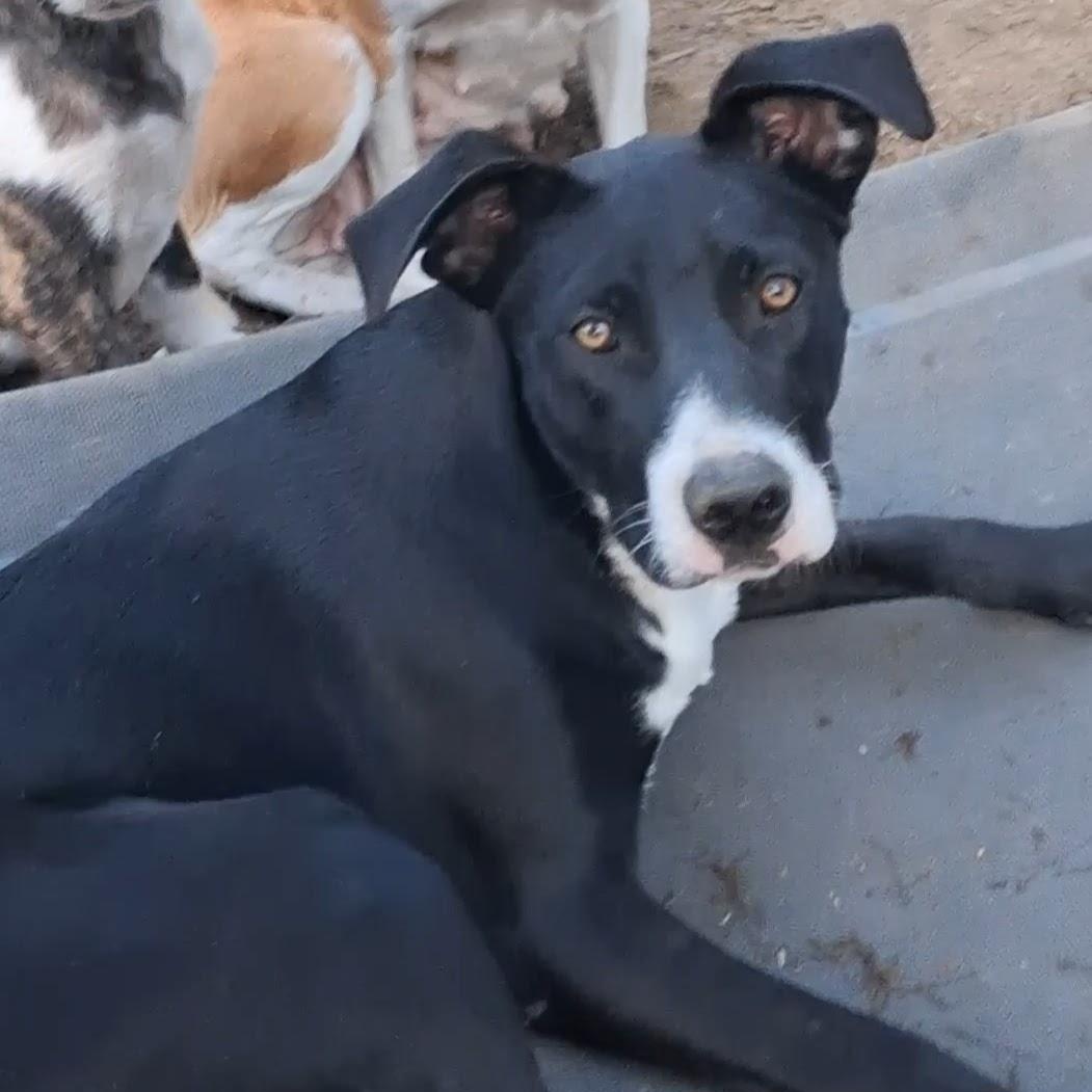 Enlarge Cain, a ADOPTABLE mixed breed in Carson, MS image 1/1