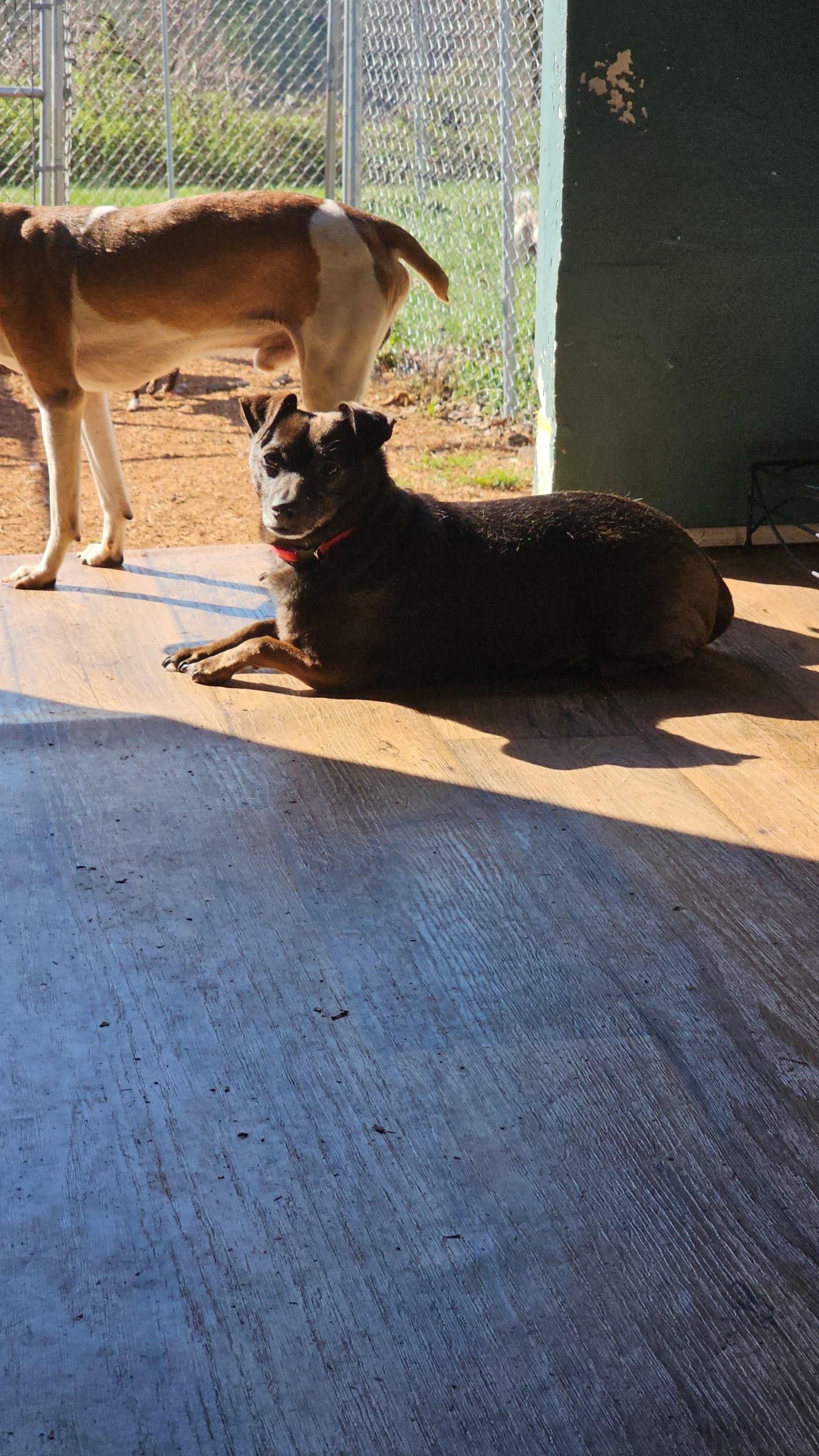 Enlarge Pogo , a ADOPTABLE Chiweenie in Chesnee, SC image 3/4