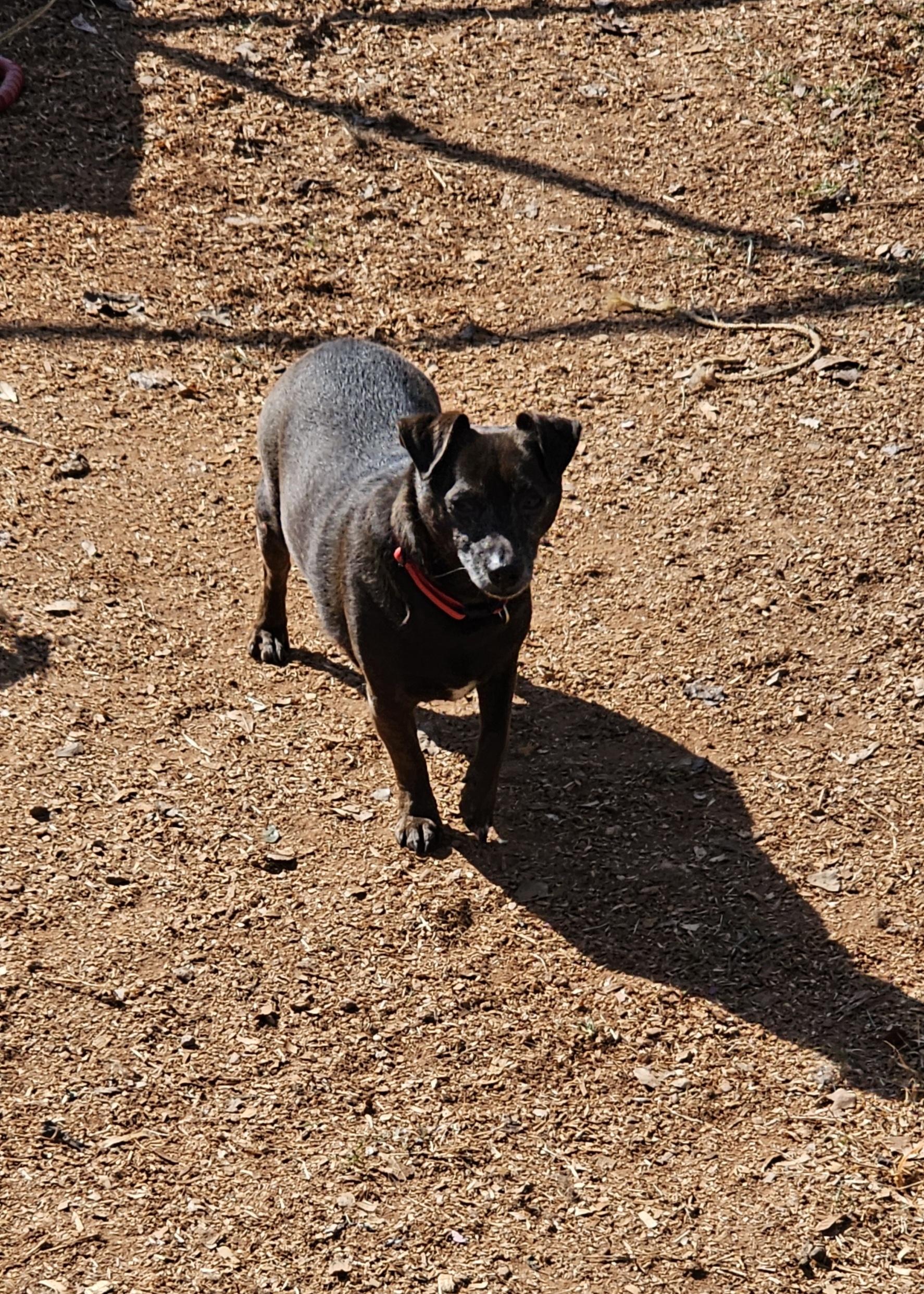 Enlarge Pogo , a ADOPTABLE Chiweenie in Chesnee, SC image 2/4