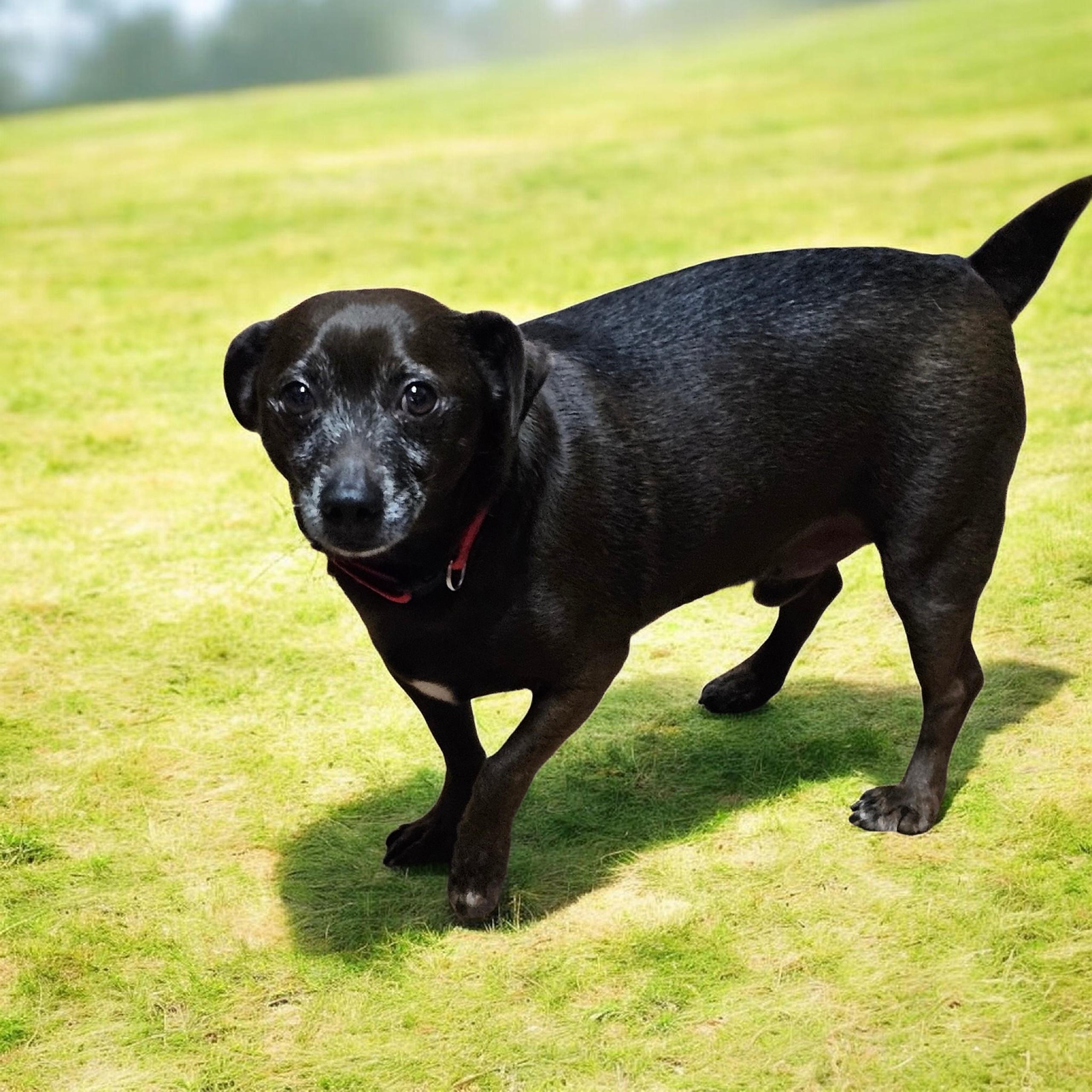 Enlarge Pogo , a ADOPTABLE Chiweenie in Chesnee, SC image 1/4