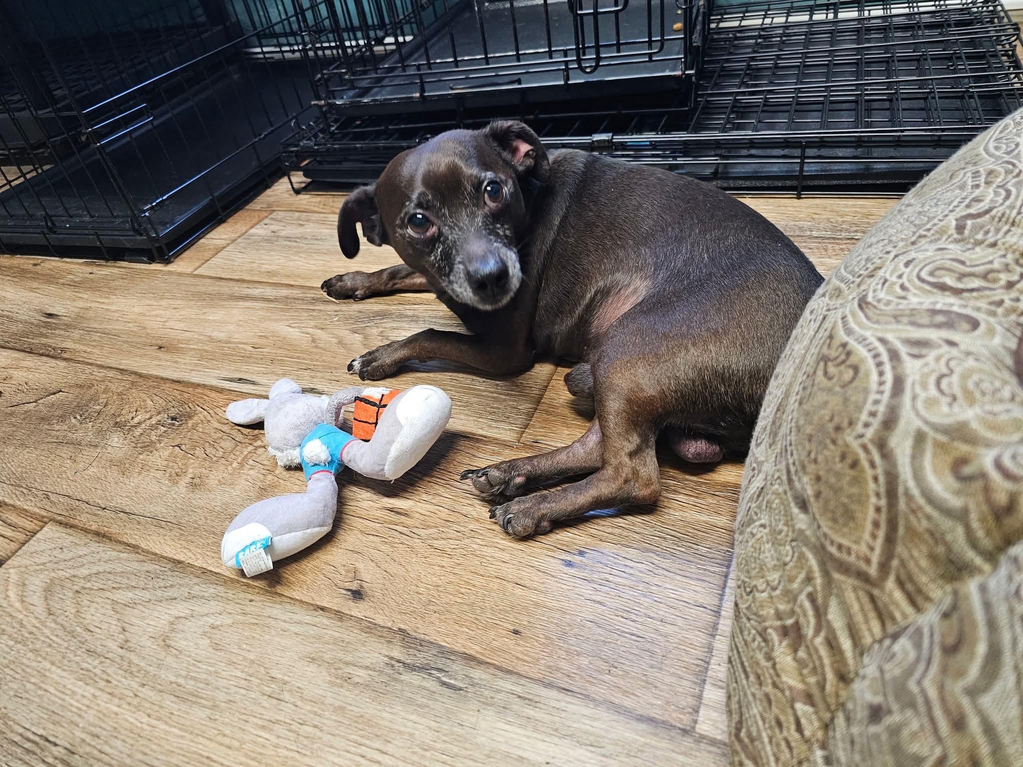 Enlarge Pogo , a ADOPTABLE Chiweenie in Chesnee, SC image 4/4