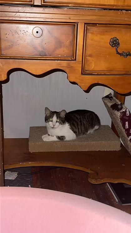 Jem, Adoptable, Young Female American Shorthair.