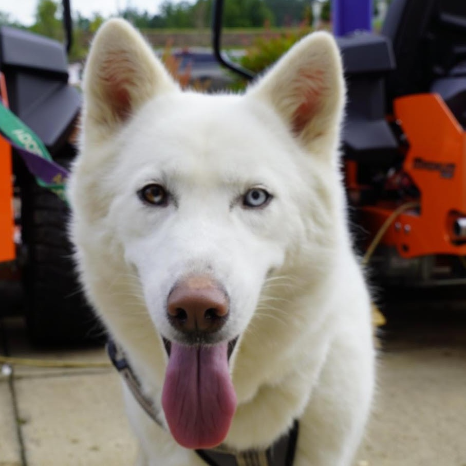 Enlarge Snow, an adopted mixed breed in Water Valley, MS image 3/5