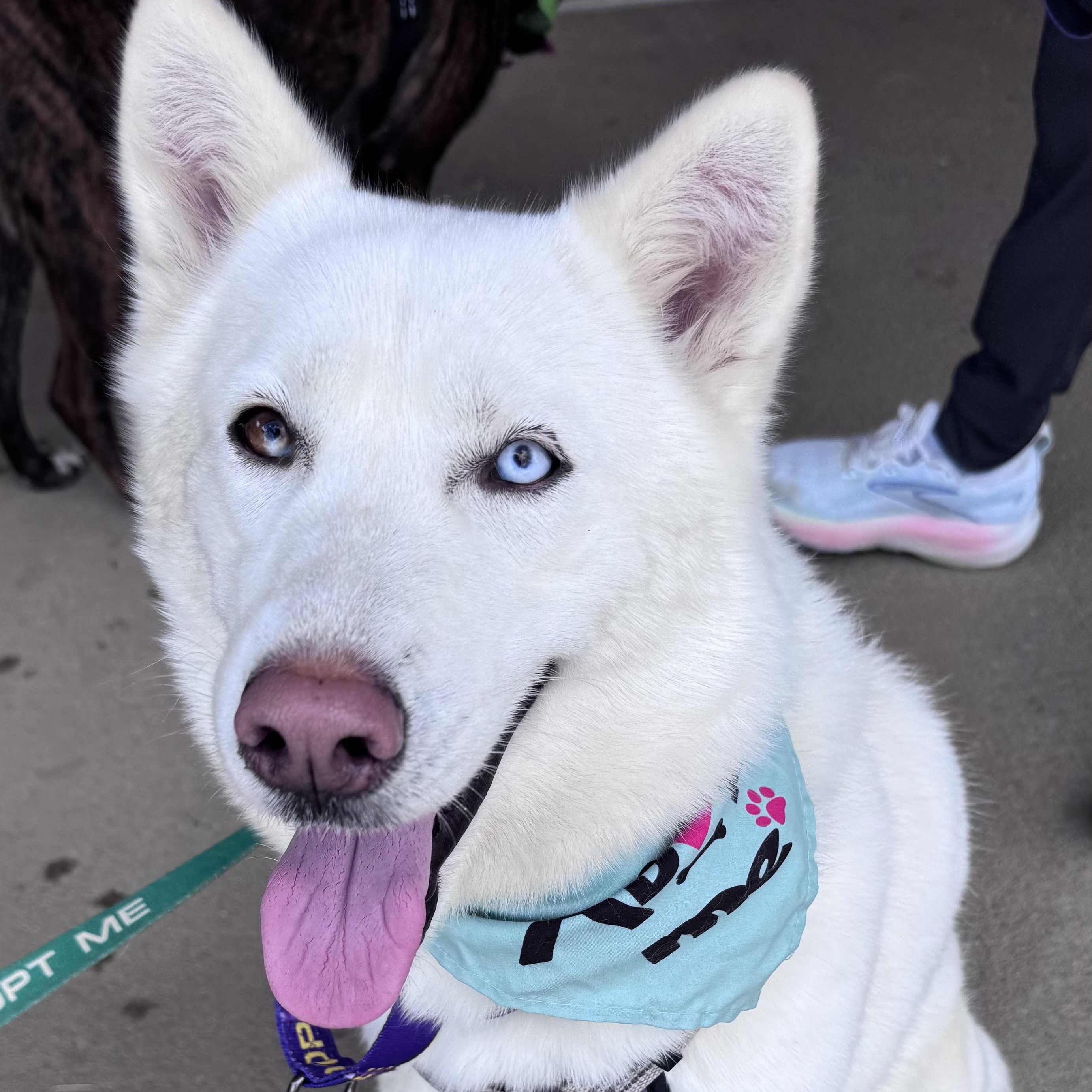 Snow, ADOPTABLE, Young Female Husky.