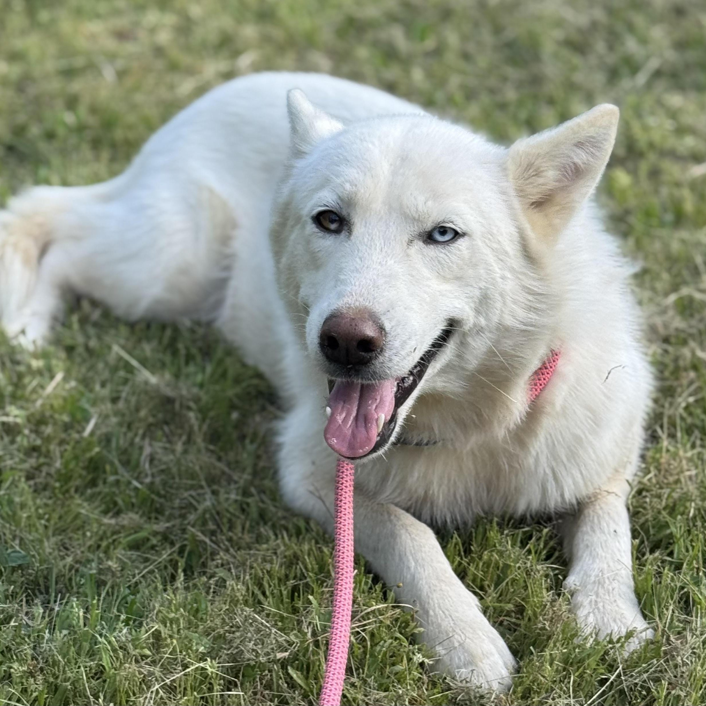 Enlarge Snow, a ADOPTABLE mixed breed in Water Valley, MS image 2/2