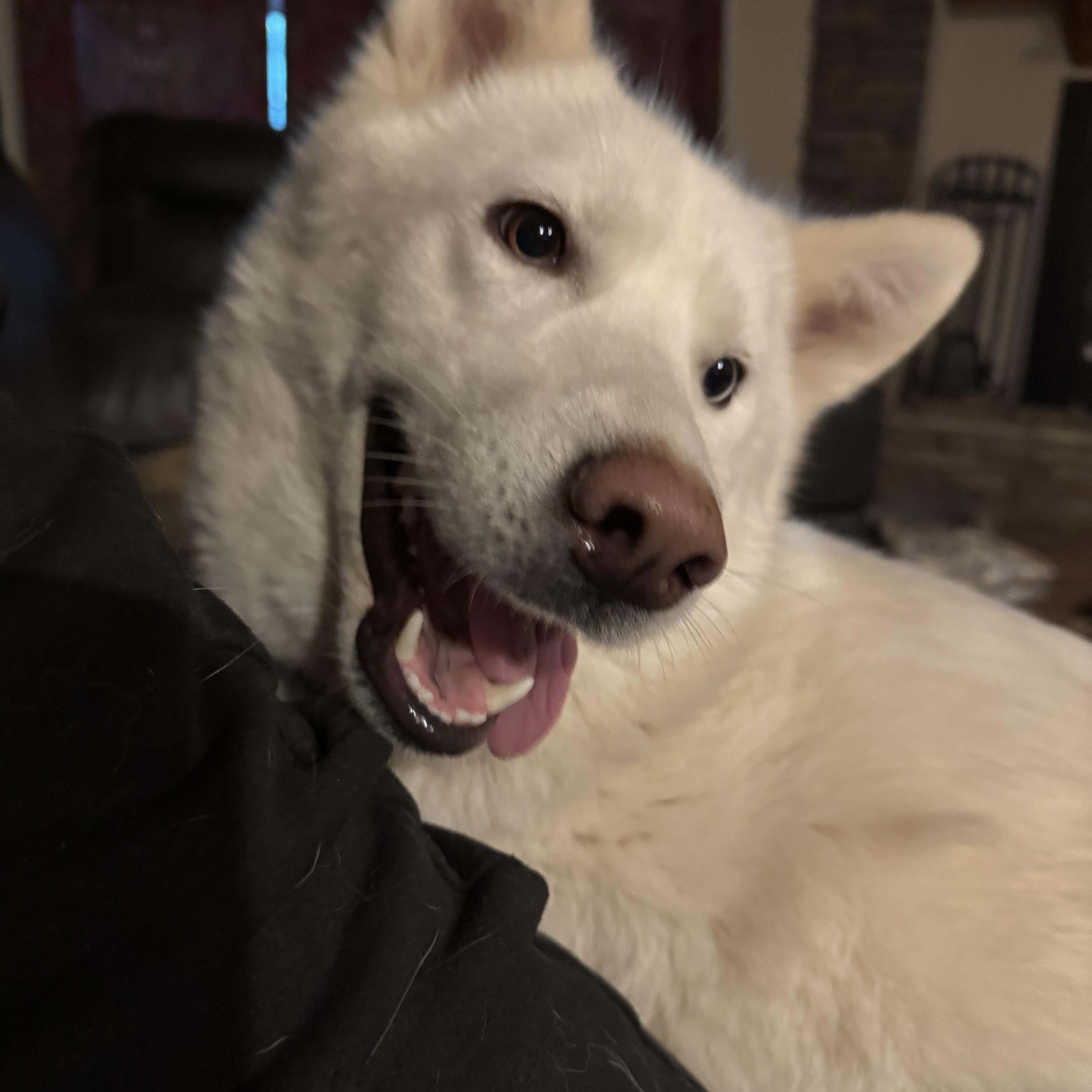 Enlarge Snow, an adoptable mixed breed in Water Valley, MS image 4/6