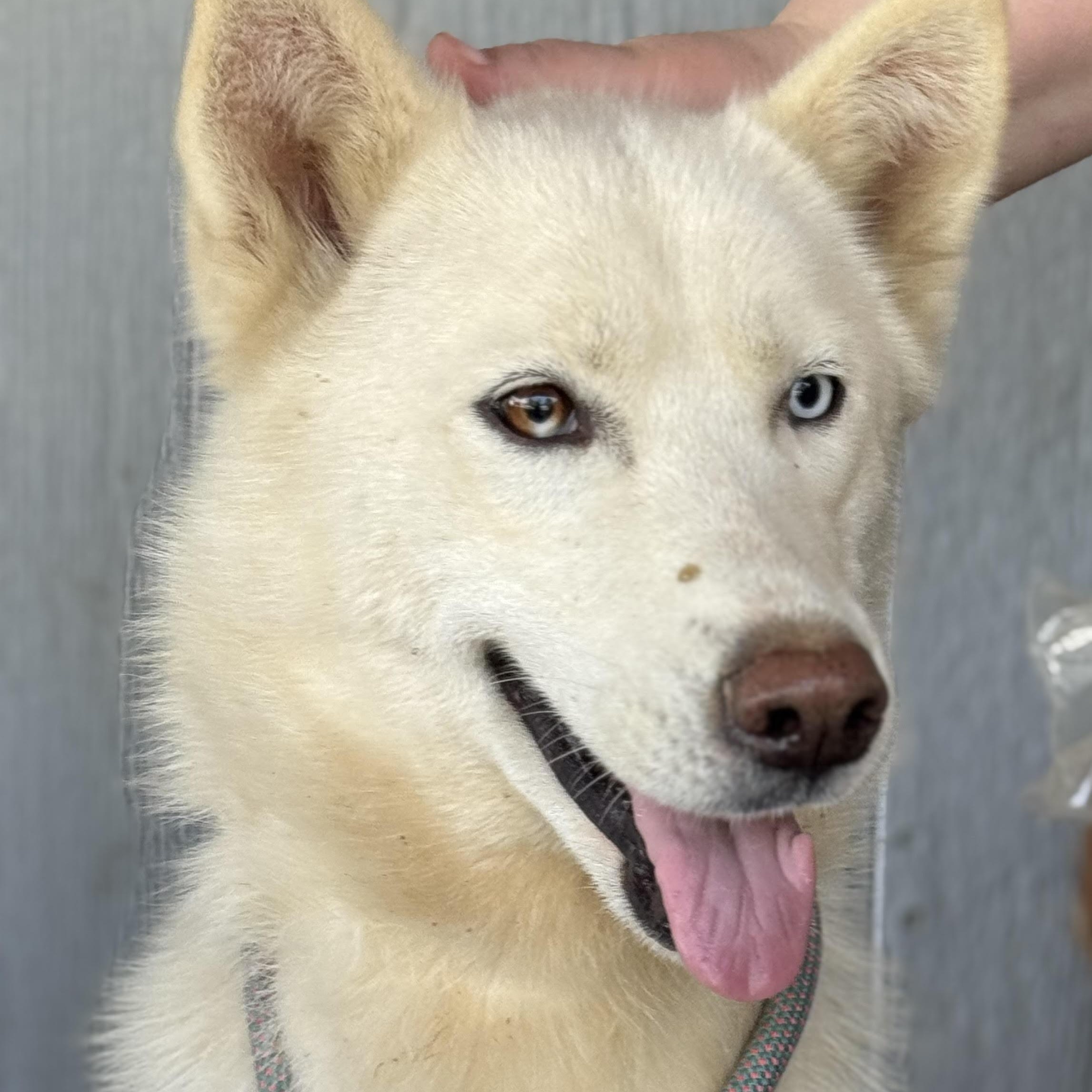 Snow, ADOPTABLE, Young Female Husky.