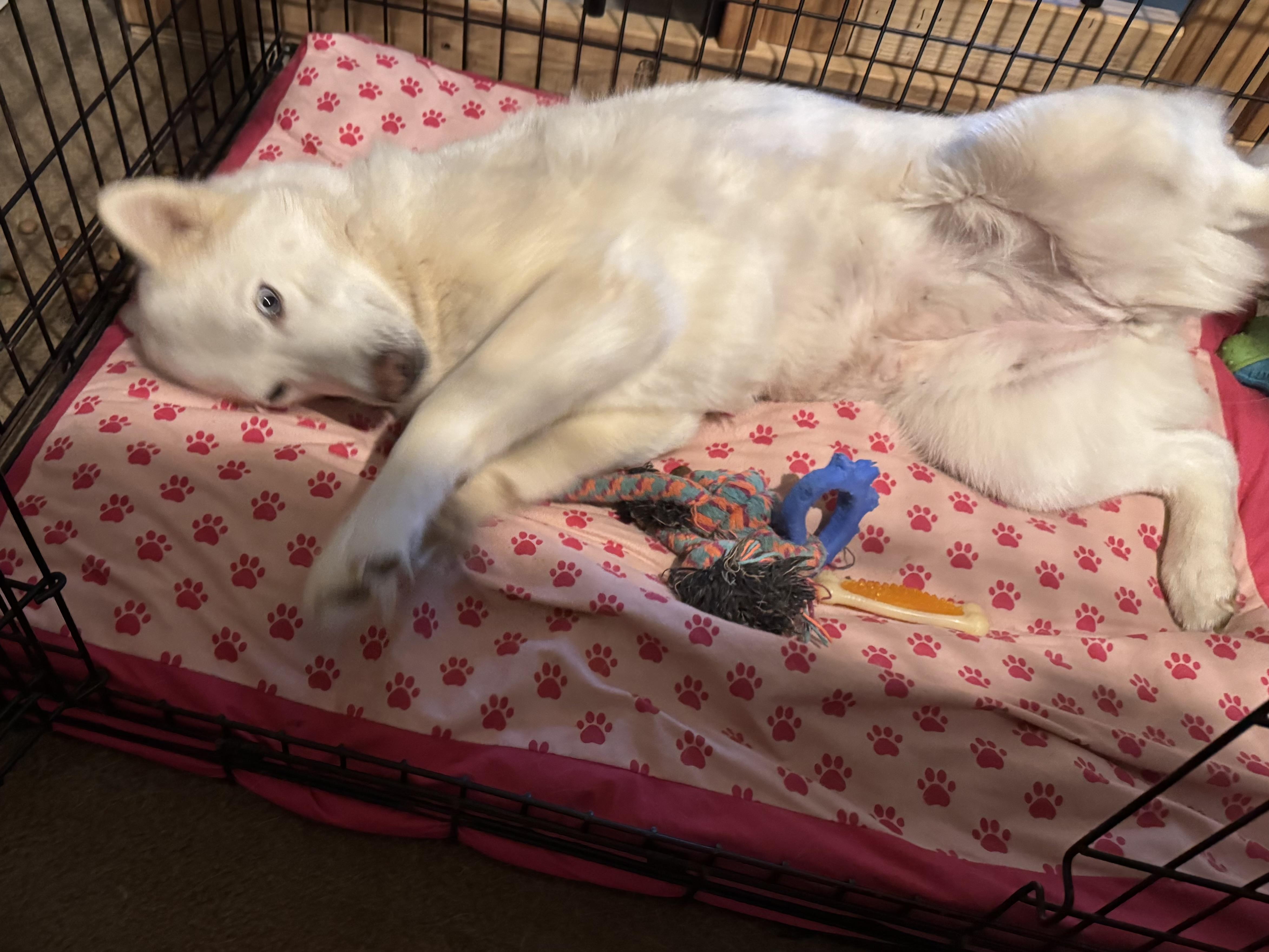 Enlarge Snow, an adoptable mixed breed in Water Valley, MS image 3/6