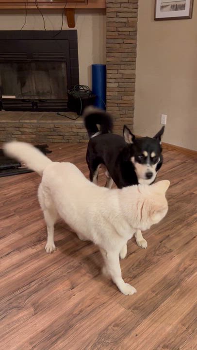 Enlarge Snow, an adoptable mixed breed in Water Valley, MS video 2/6