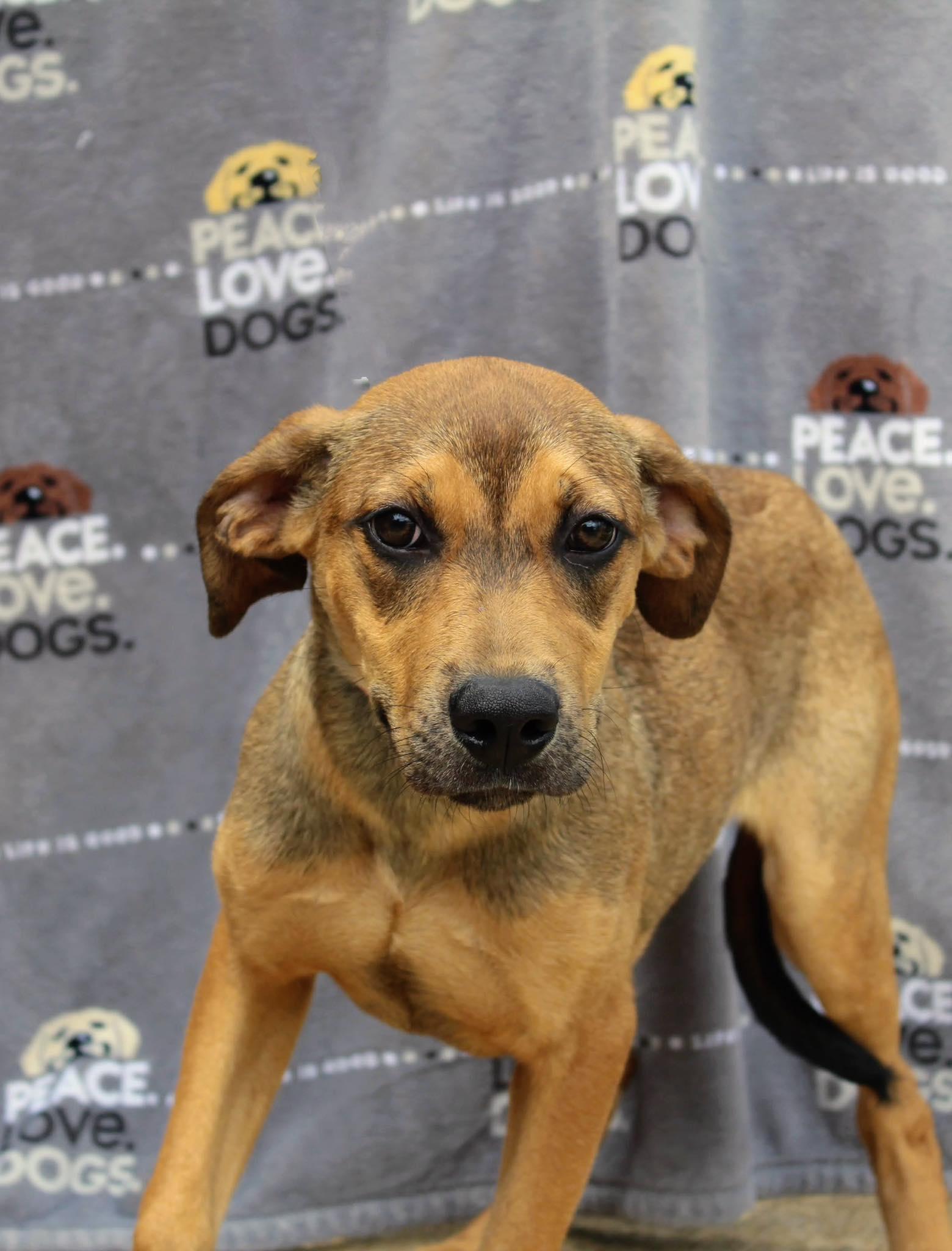 Thelma, Adoptable, Young Female Black Mouth Cur.