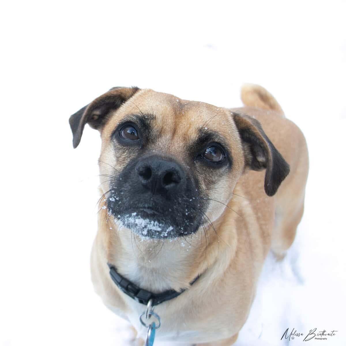 Enlarge Hoot, a ADOPTABLE mixed breed in Calgary, AB image 1/5