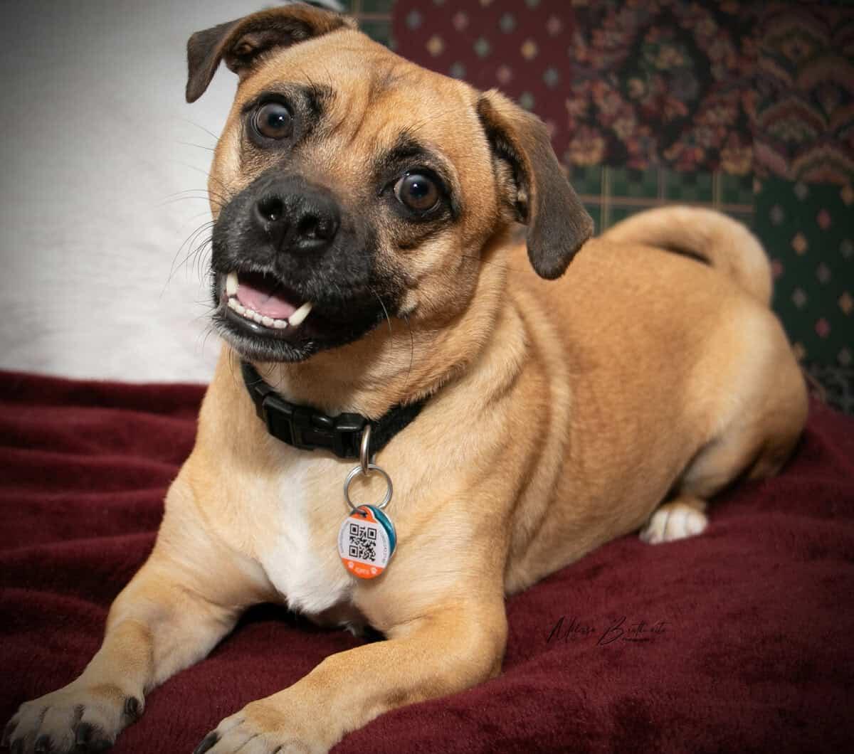 Enlarge Hoot, a ADOPTABLE mixed breed in Calgary, AB image 3/5