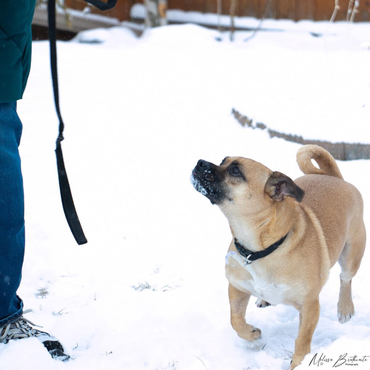Enlarge Hoot, a ADOPTABLE mixed breed in Calgary, AB image 4/5