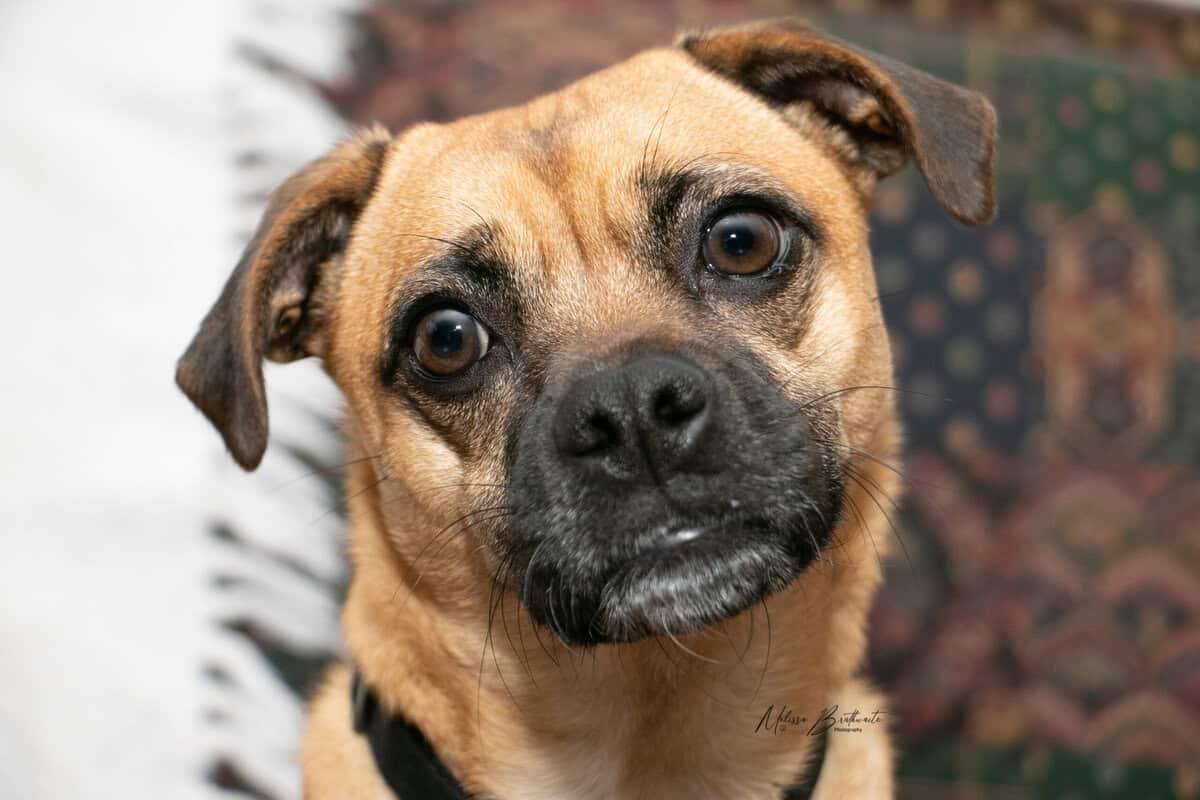 Enlarge Hoot, a ADOPTABLE mixed breed in Calgary, AB image 5/5