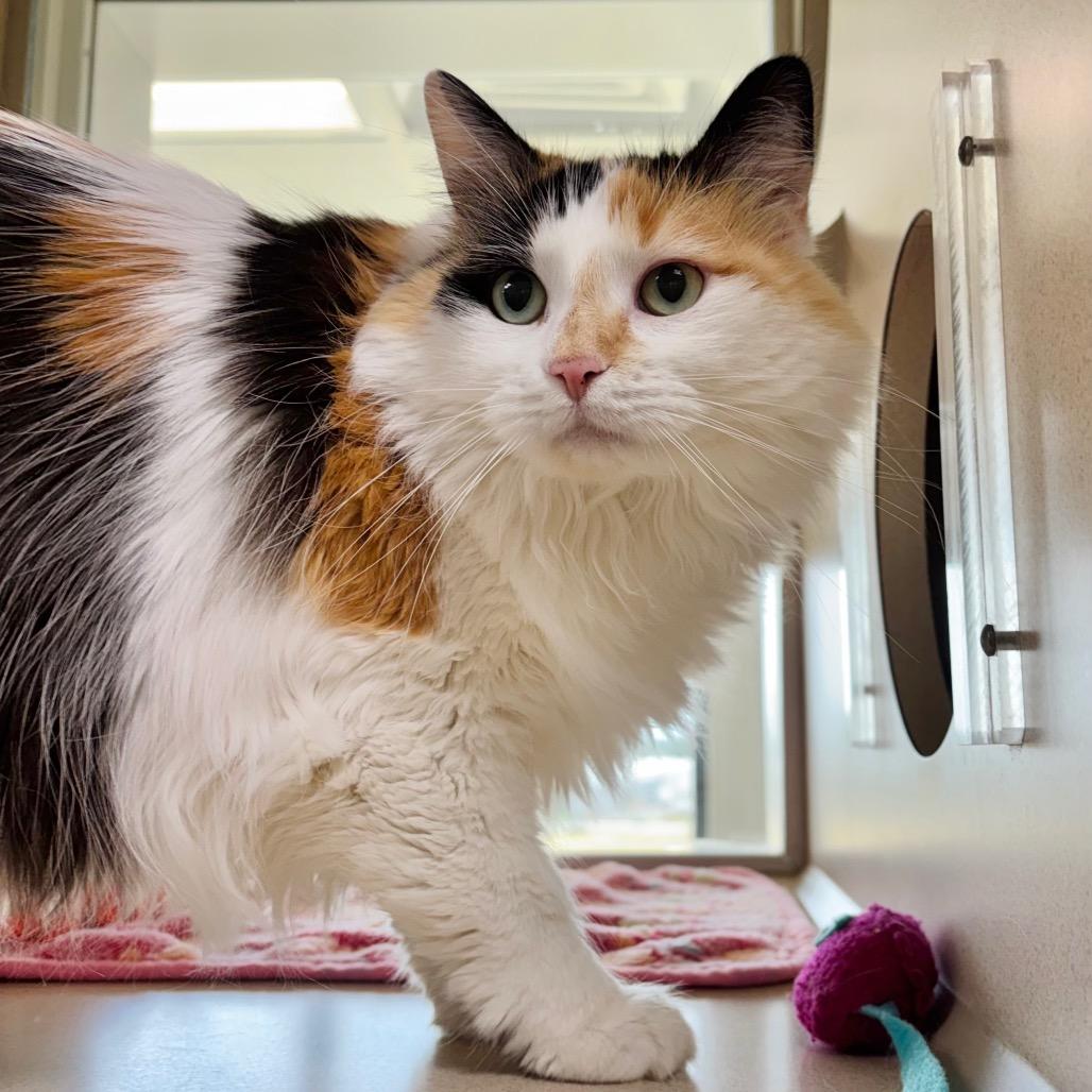 Gracie, Adoptable, Adult Female Domestic Long Hair.