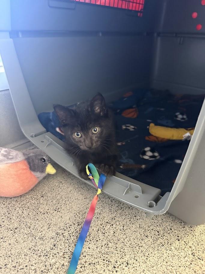 Enlarge Ashling, a Adopted Domestic Short Hair in Berkeley, CA image 2/4
