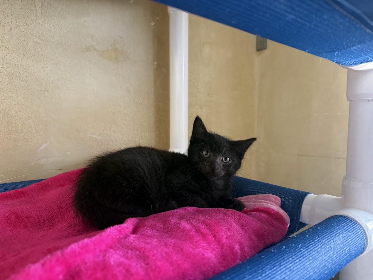 Enlarge Ashling, a Adopted Domestic Short Hair in Berkeley, CA image 3/4