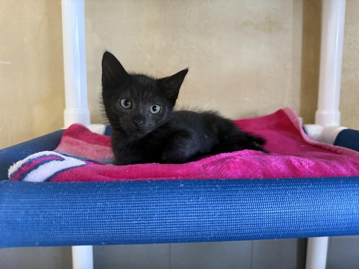 Ashling, Adopted, Kitten Female Domestic Short Hair.