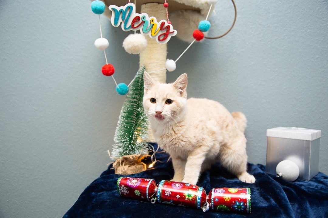 Eggnog, Adoptable, Kitten Male Domestic Short Hair.