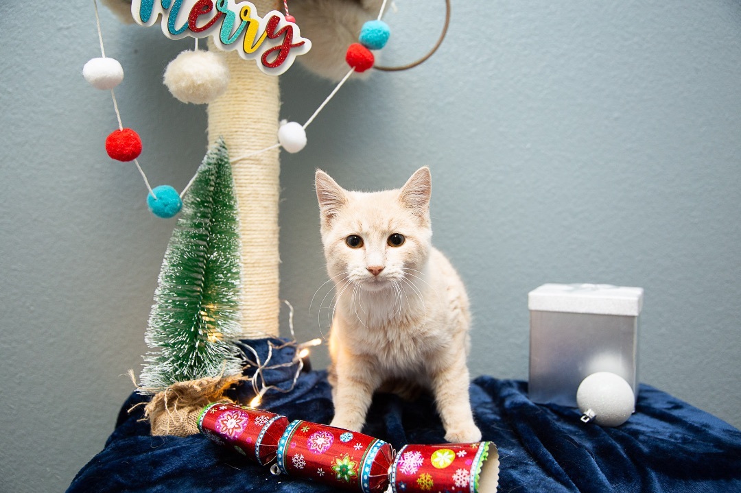 Eggnog, Adoptable, Kitten Male Domestic Short Hair.