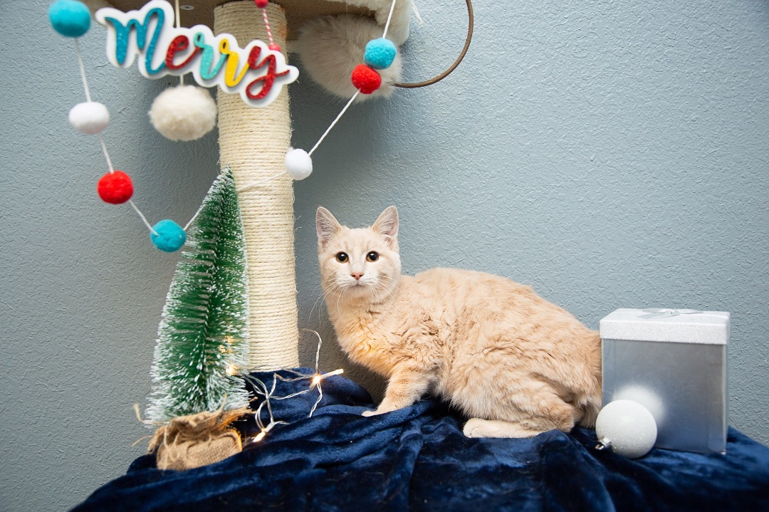 Eggnog, a Adoptable Domestic Short Hair in Newton, IL image 3/3