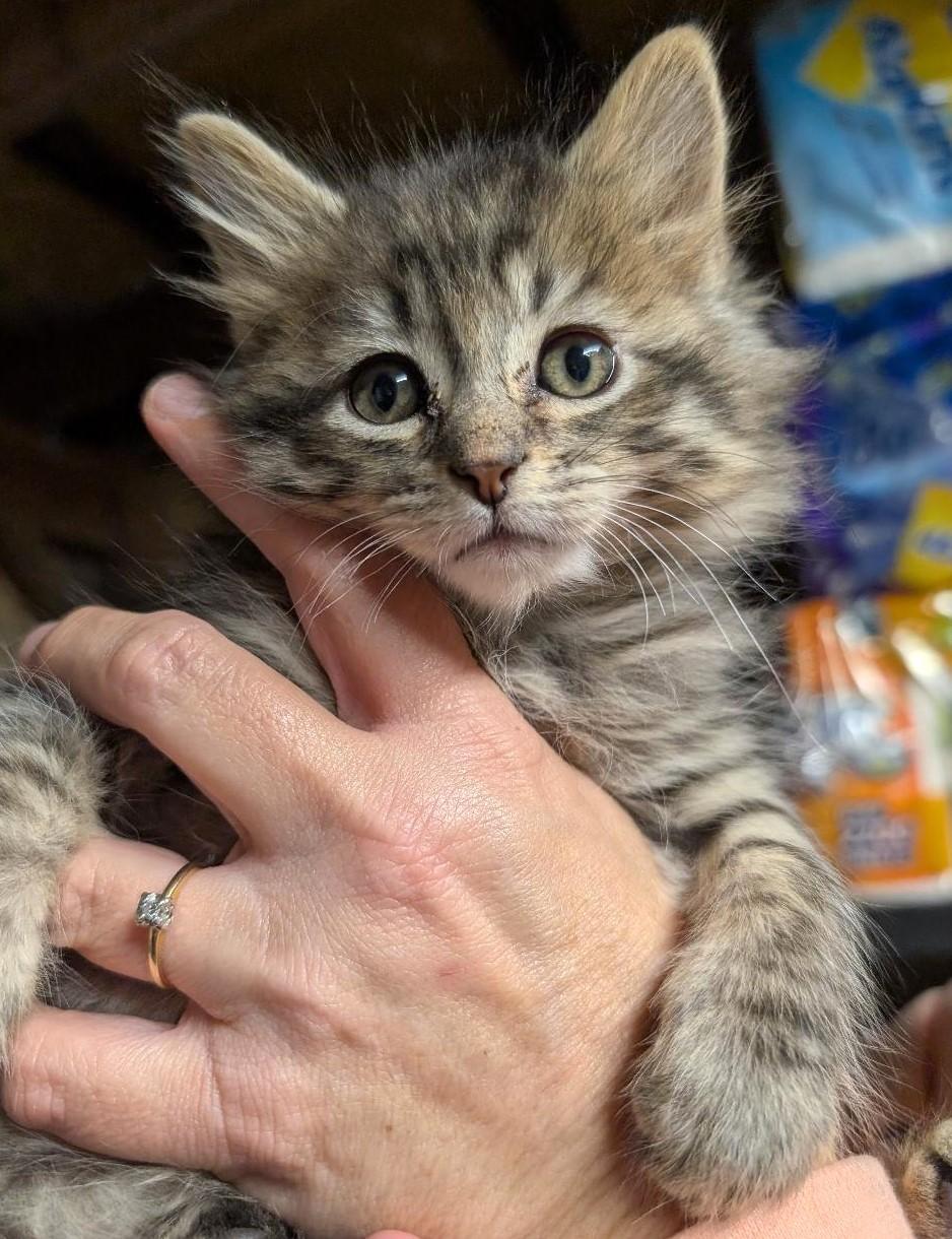 Twinkle, adopted, Kitten Female Domestic Long Hair.