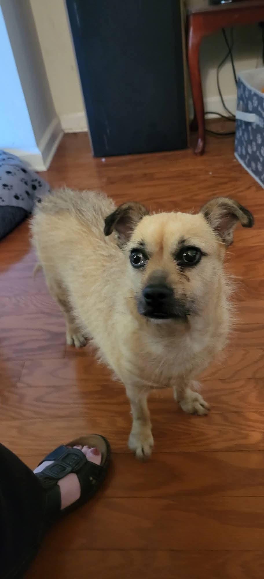 Petty, Adopted, Senior Female Terrier.