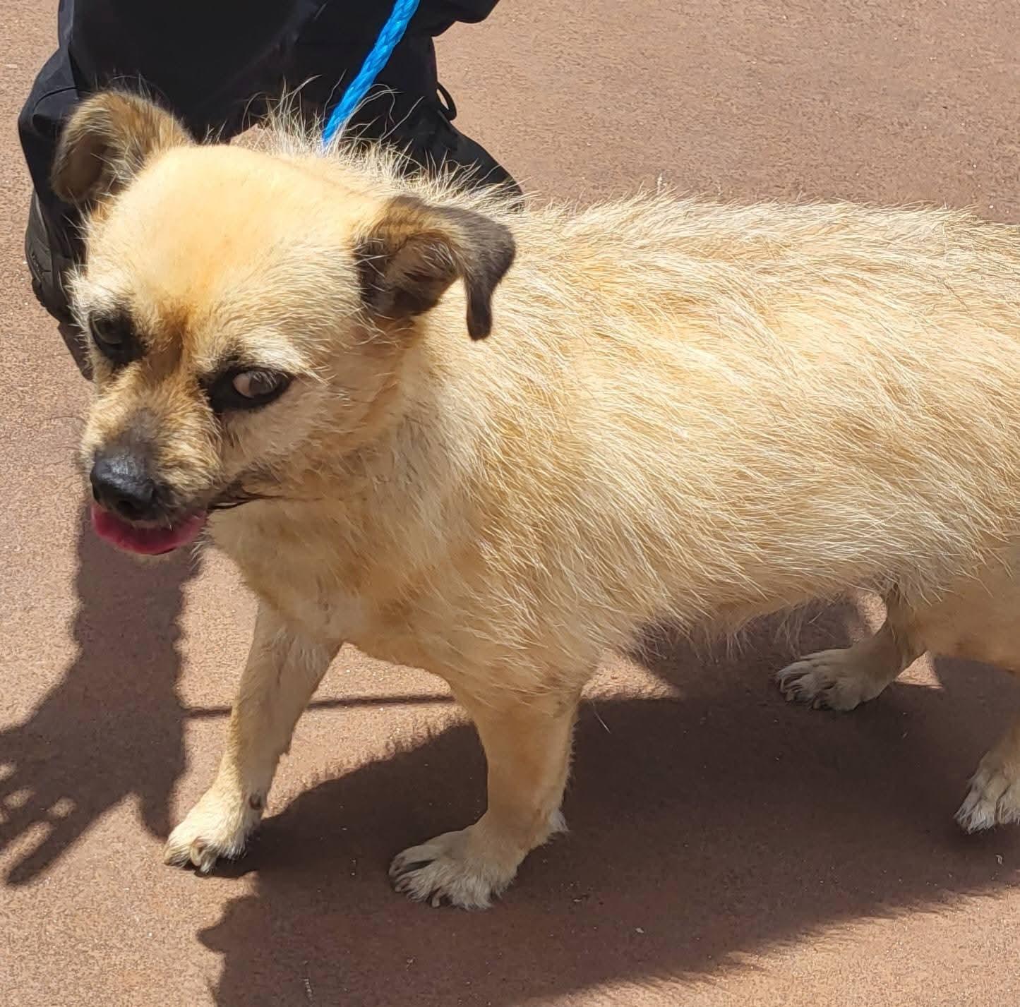 Petty, a Adopted Terrier in Locust Grove, GA image 2/3