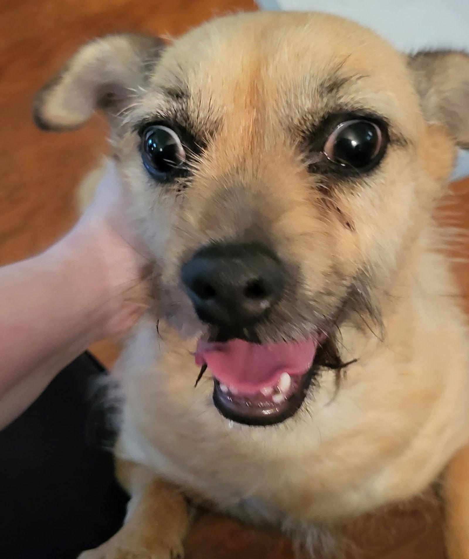 Petty, a Adopted Terrier in Locust Grove, GA image 3/3