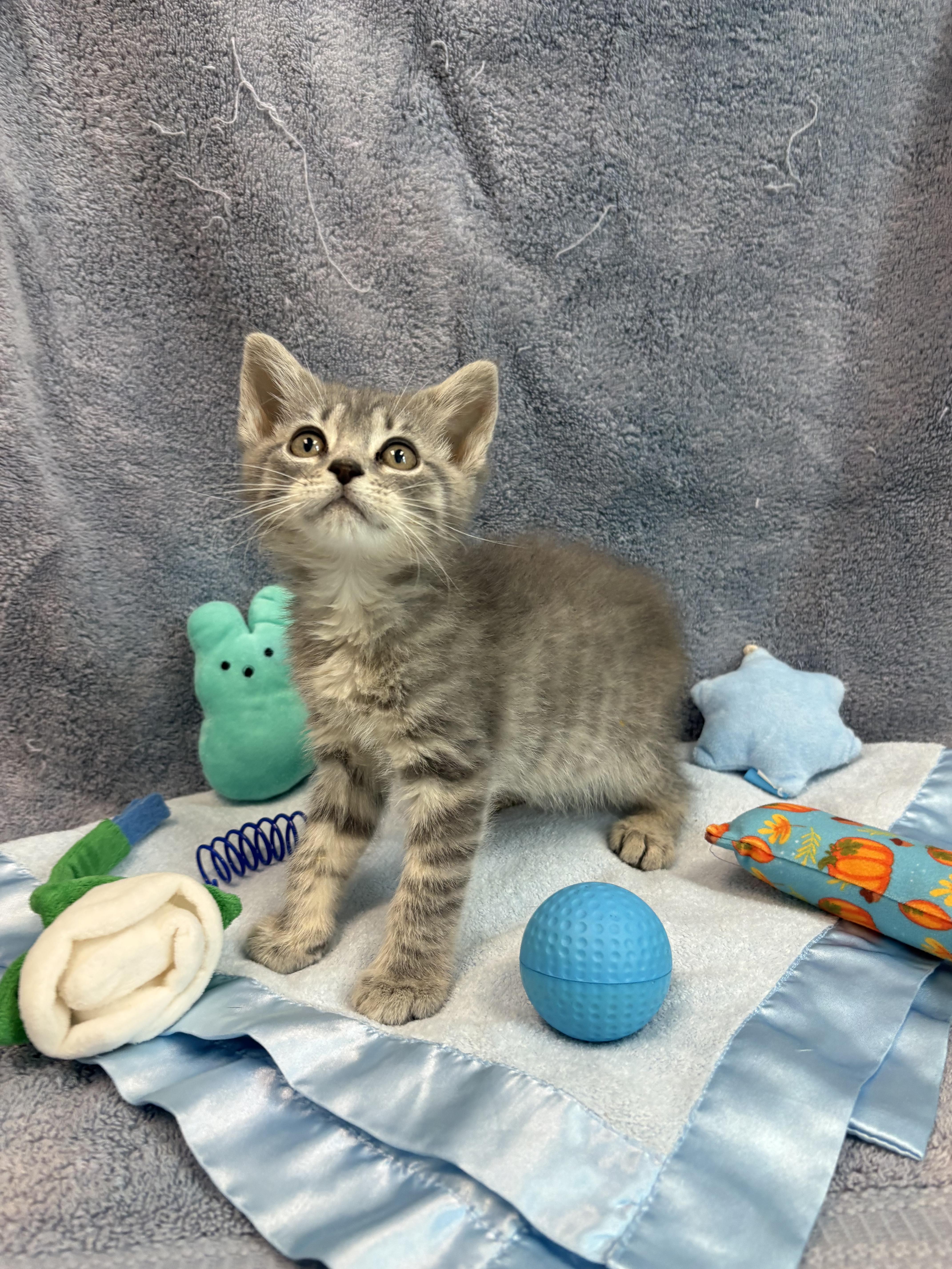 Grizzly, Adoptable, Kitten Male American Bobtail.