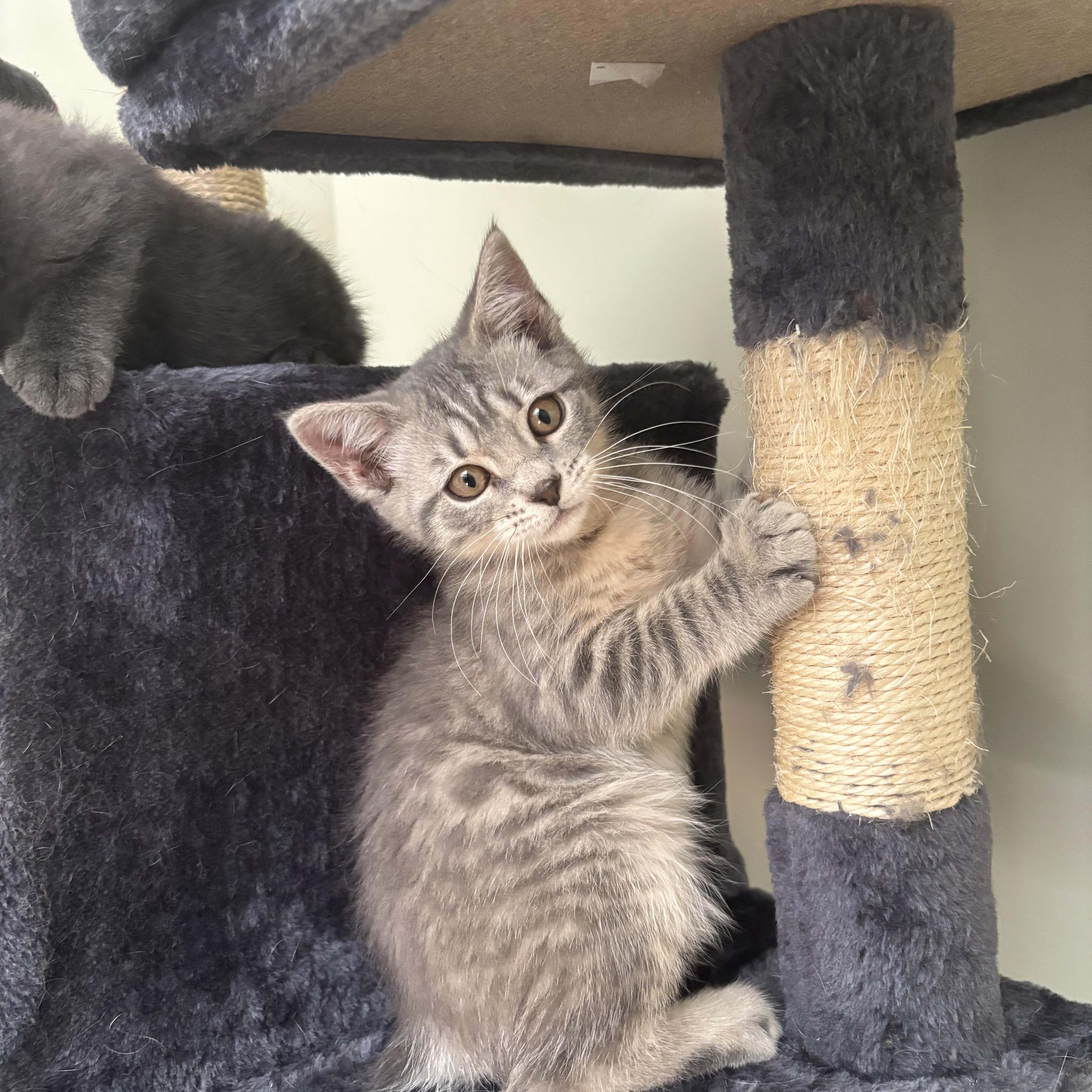 Grizzly, ADOPTABLE, Kitten • Male, American Bobtail.