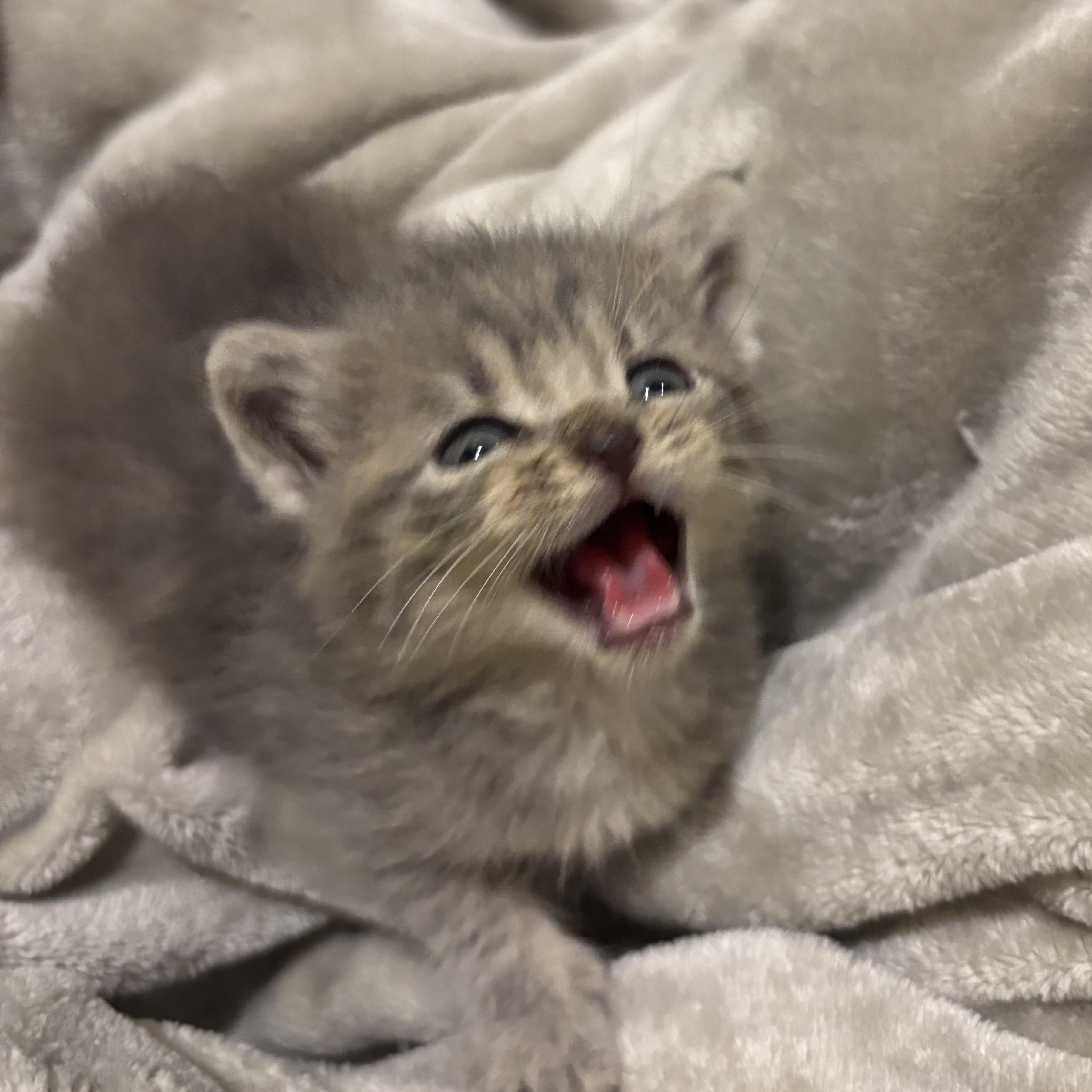 Enlarge Grizzly, a Adoptable American Bobtail in Bear, DE image 3/4