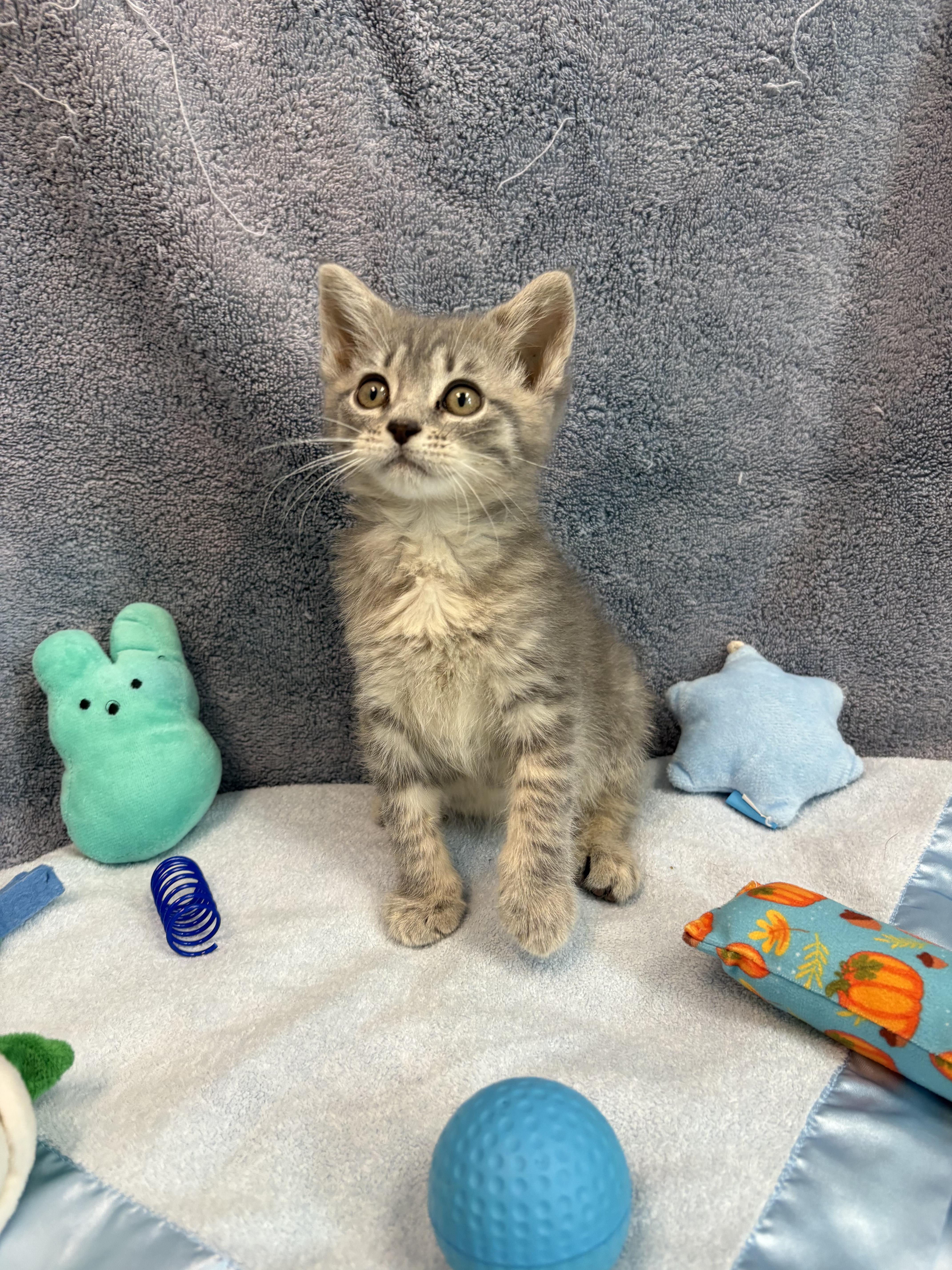 Enlarge Grizzly, a Adoptable American Bobtail in Bear, DE image 2/4
