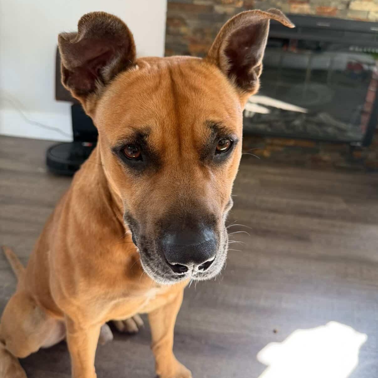 Enlarge Bodhi, a Adoptable Black Mouth Cur in Greenport, NY image 3/4