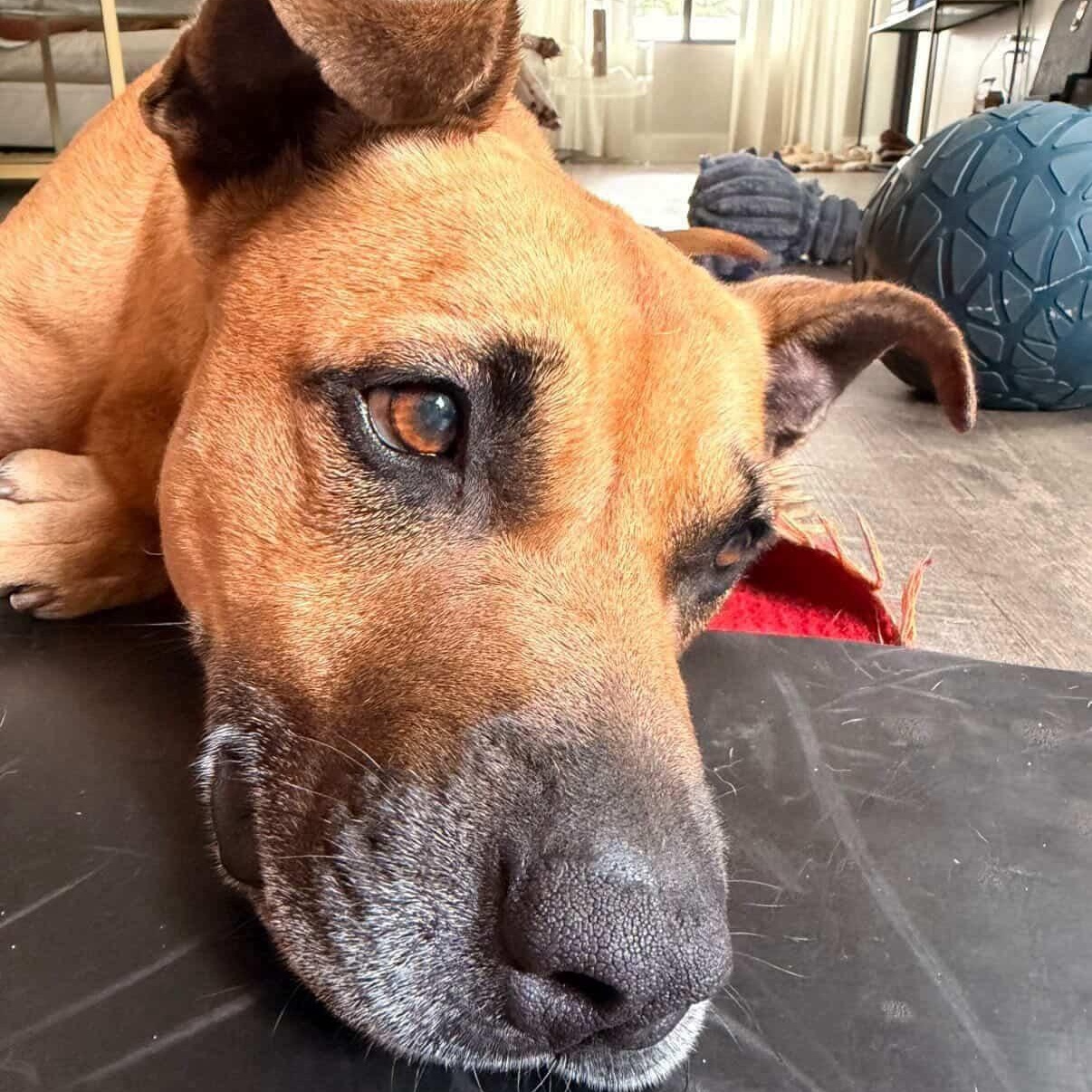 Enlarge Bodhi, a Adoptable Black Mouth Cur in Greenport, NY image 1/4