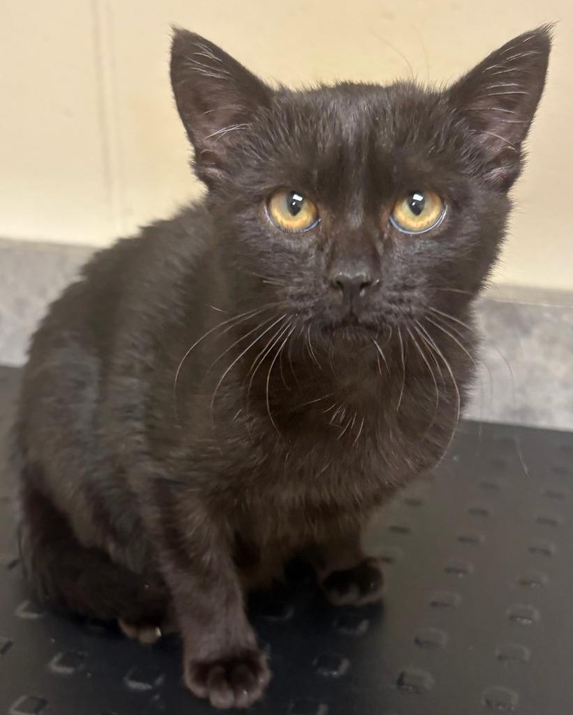 Mystery, Adoptable, Kitten Female Domestic Short Hair.