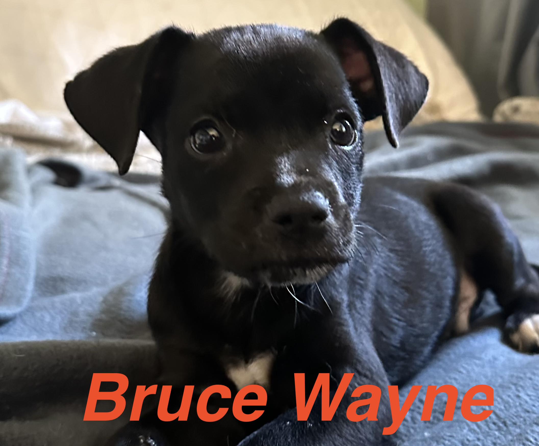 Enlarge Bruce Wayne, a Adopted mixed breed in Port Chester, NY image 1/1