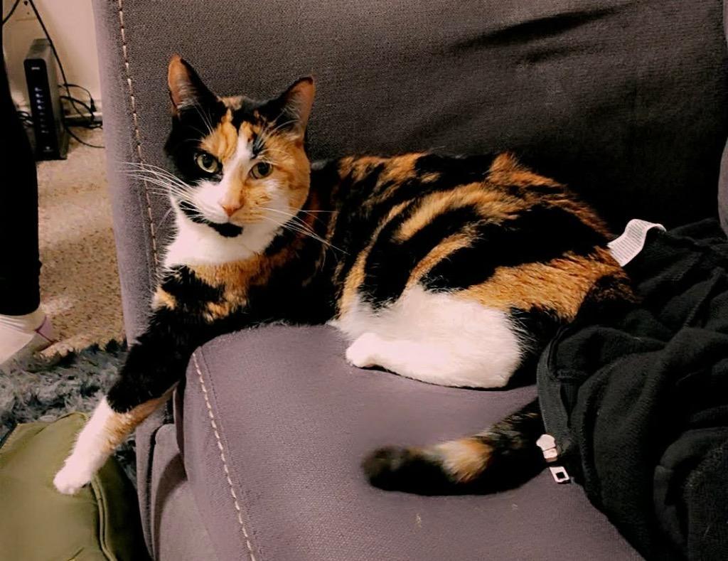 Rue, Adoptable, Young Female Domestic Short Hair.