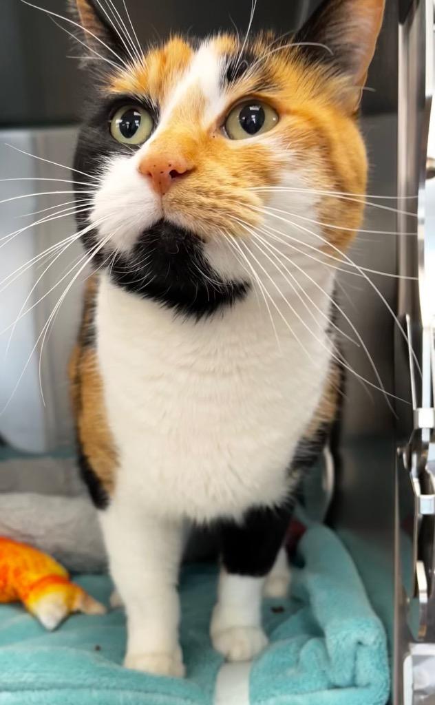 Enlarge Rue, a Adoptable mixed breed in Logan, UT image 2/2