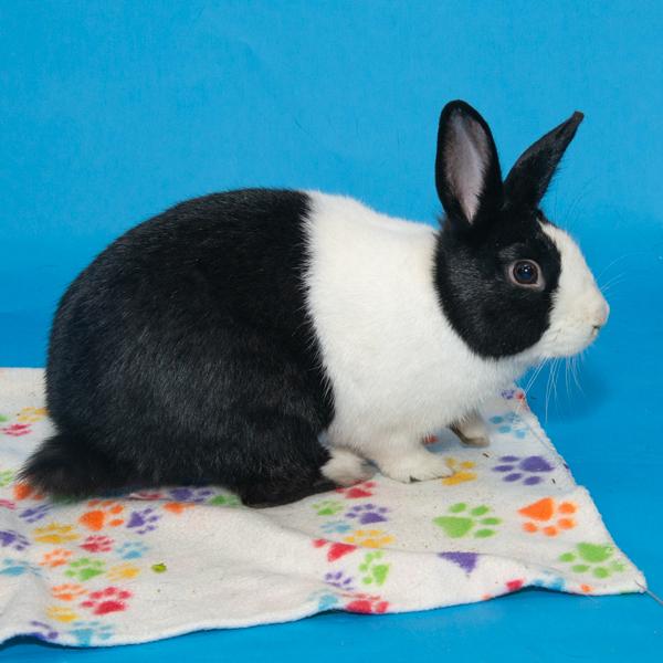 Enlarge Oreo, a Adoptable Bunny Rabbit in Whittaker, MI image 1/4
