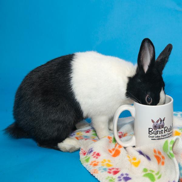 Enlarge Oreo, a Adoptable Bunny Rabbit in Whittaker, MI image 2/4