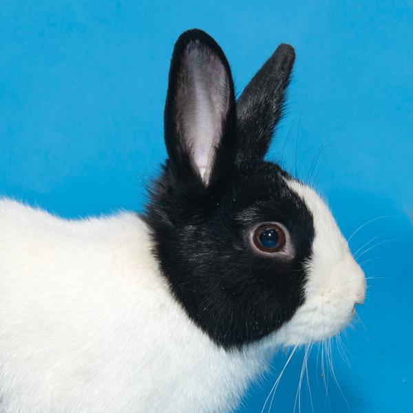 Enlarge Oreo, a Adoptable Bunny Rabbit in Whittaker, MI image 4/4