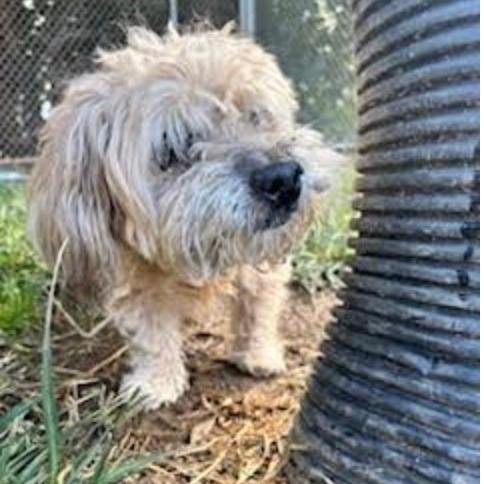 Whiskey, adopted, Senior Male Poodle.